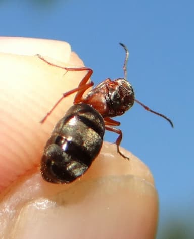 Formica cinerea photo 44