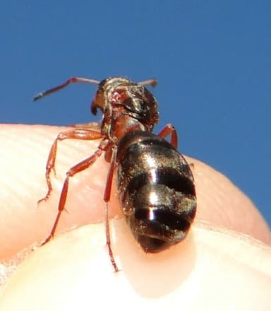 Formica cinerea photo 45