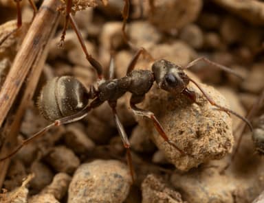 Formica cinerea — worker photo 1
