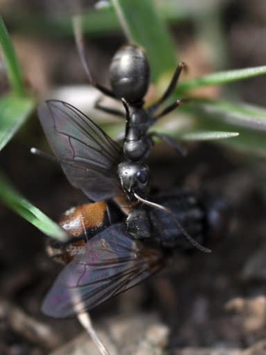 Formica cinerea photo 3