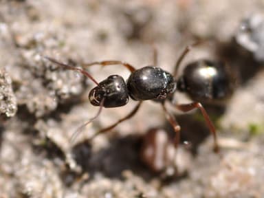 Formica cinerea photo 4