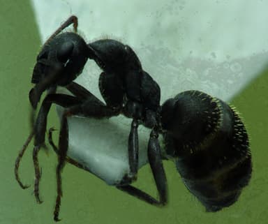 Formica cinerea — worker photo 5