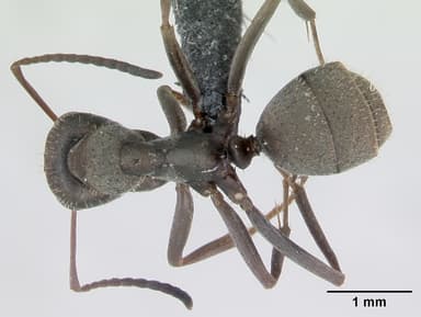 Formica cinerea — queen photo 8