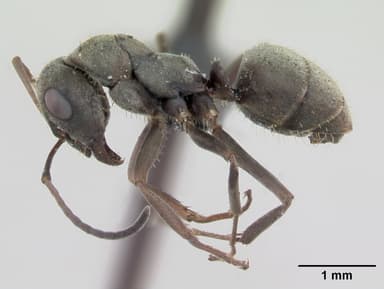 Formica cinerea — queen photo 9