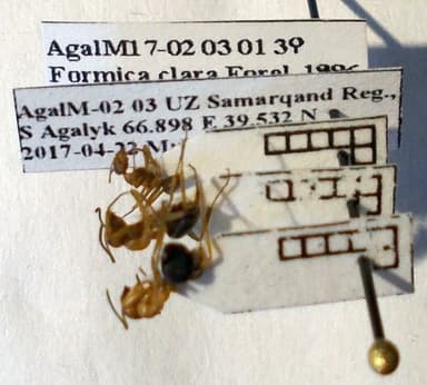 Formica clara photo 17
