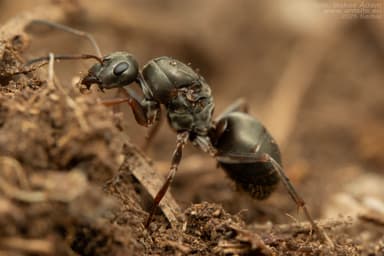 Formica cunicularia photo 11
