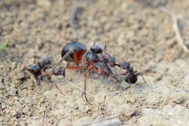 Formica cunicularia — queen photo 17