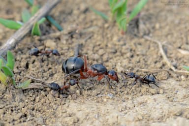 Formica cunicularia — queen photo 18