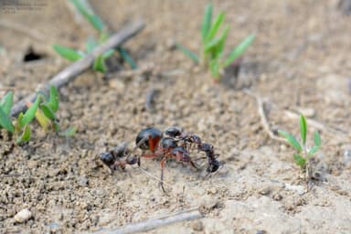 Formica cunicularia — queen photo 19