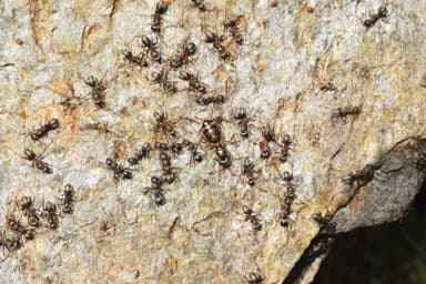 Formica cunicularia photo 20