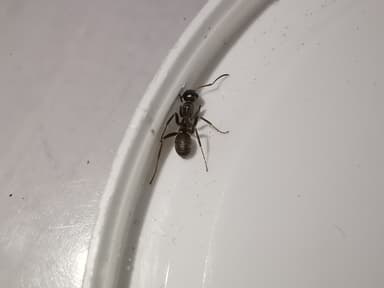 Formica cunicularia photo 22