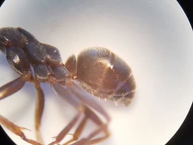 Formica cunicularia photo 23