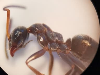 Formica cunicularia photo 24