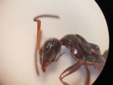 Formica cunicularia photo 25