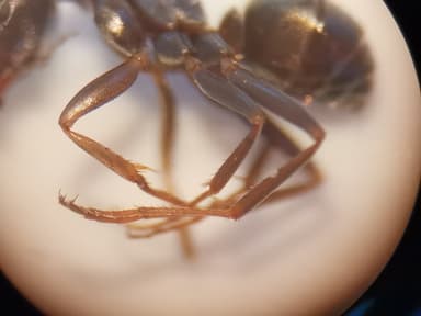 Formica cunicularia photo 26