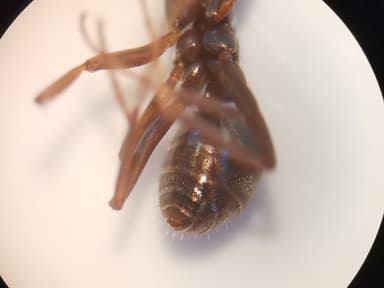 Formica cunicularia photo 28