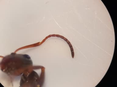 Formica cunicularia photo 29
