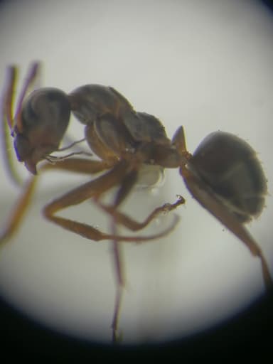 Formica cunicularia photo 30