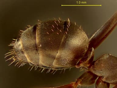 Formica cunicularia photo 33