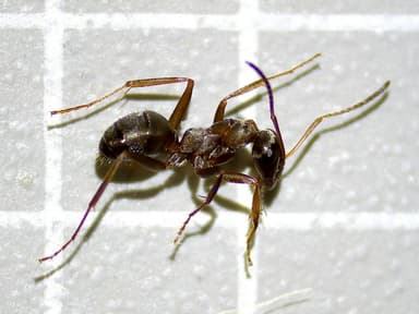 Formica cunicularia photo 35