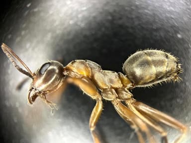 Formica cunicularia — worker photo 50