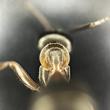 Formica cunicularia — worker photo 51