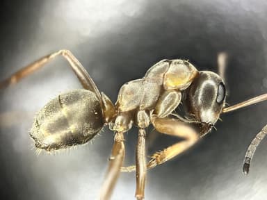 Formica cunicularia — worker photo 52