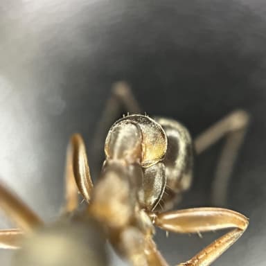 Formica cunicularia — worker photo 53