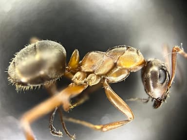 Formica cunicularia — worker photo 54