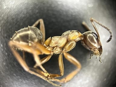 Formica cunicularia — worker photo 55