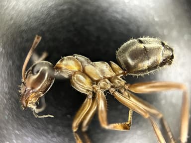 Formica cunicularia — worker photo 56