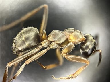 Formica cunicularia — worker photo 57