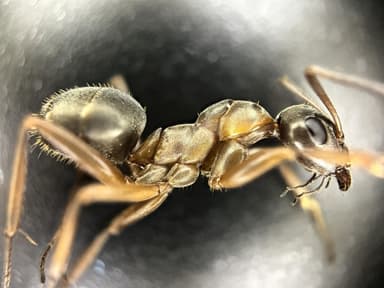 Formica cunicularia — worker photo 58