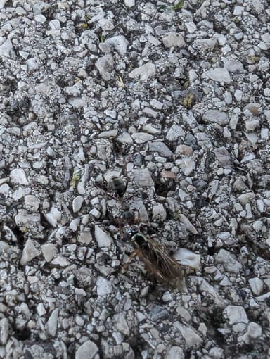 Formica cunicularia photo 65