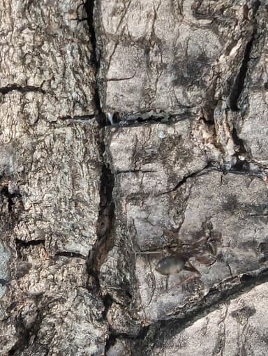 Formica cunicularia photo 67