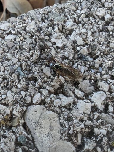 Formica cunicularia photo 69