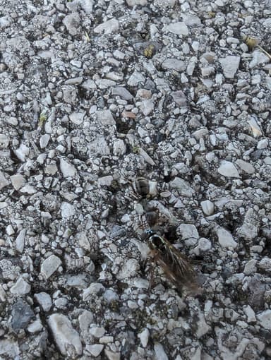 Formica cunicularia photo 71