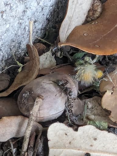 Formica cunicularia photo 85