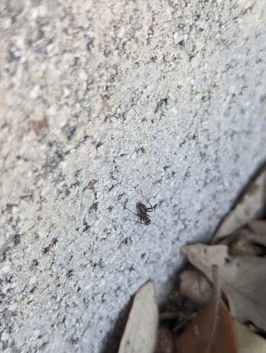 Formica cunicularia photo 94