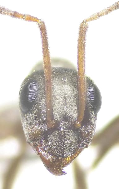 Formica cunicularia photo 102