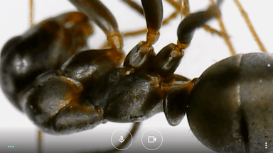 Formica cunicularia photo 103