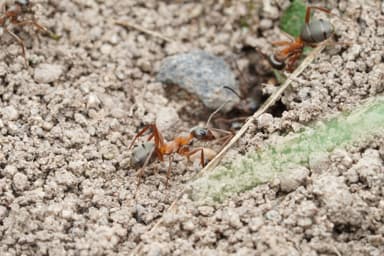 Formica cunicularia photo 112