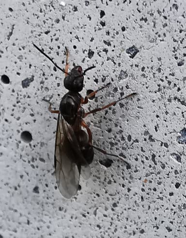 Formica cunicularia photo 114
