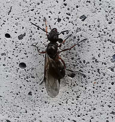 Formica cunicularia photo 115