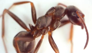 Formica cunicularia photo 117