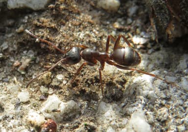 Formica cunicularia photo 120
