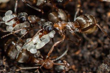 Formica cunicularia photo 124