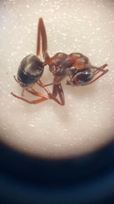 Formica cunicularia photo 127