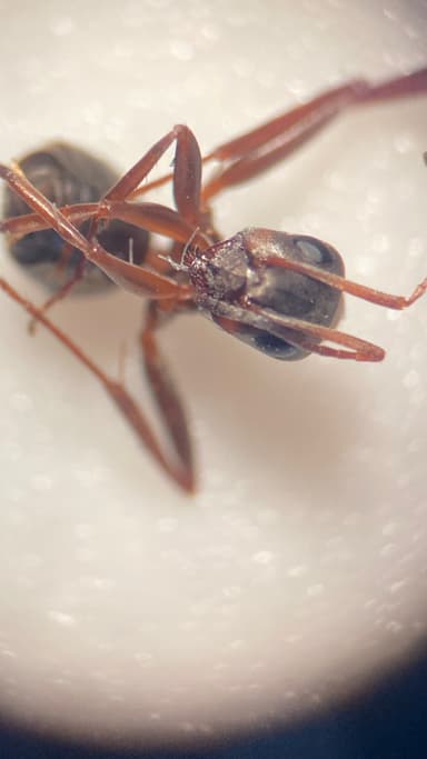 Formica cunicularia photo 128