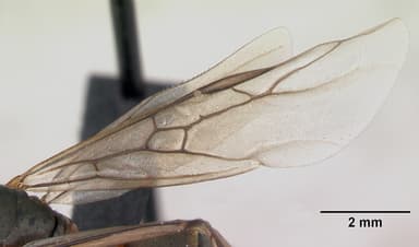 Formica cunicularia — queen photo 4